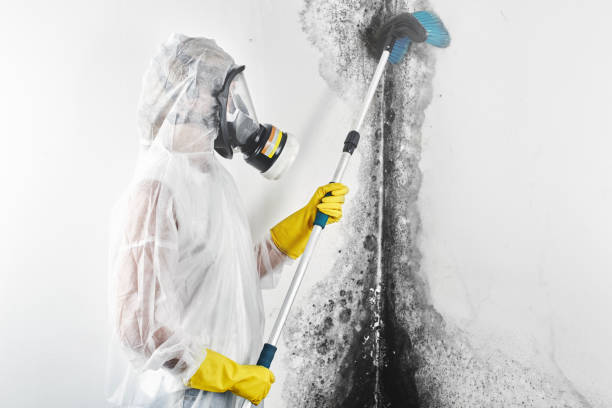 Best Commercial Mold Inspection  in Middleport, OH