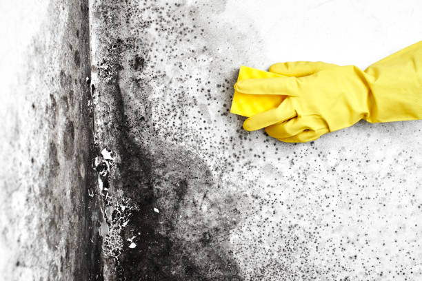 Best Air Quality Testing for Mold Spores  in Middleport, OH