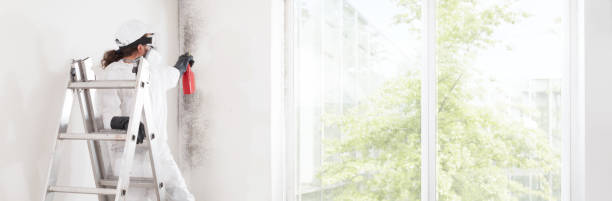 Best Attic Mold Removal  in Middleport, OH
