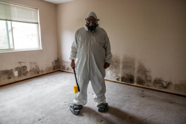 Mold Odor Removal Services in Middleport, OH